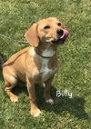Billy
