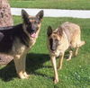 Beast, Bear (Fenton)