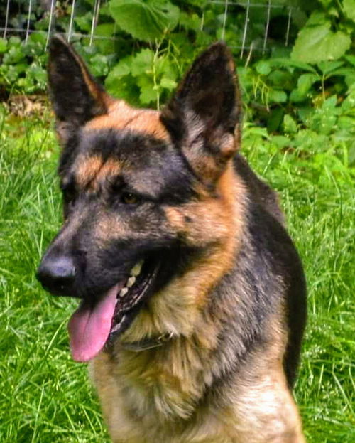 Beast, Bear (Fenton)