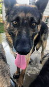 Beast, Bear (Fenton)