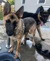 Beast, Bear (Fenton)