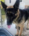 Beast, Bear (Fenton)