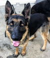 Beast, Bear (Fenton)