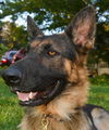 Beast, Bear (Fenton)