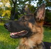 Beast, Bear (Fenton)