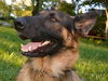 Beast, Bear (Fenton)