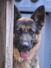Beast, Bear (Fenton)