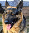 Beast, Bear (Fenton)