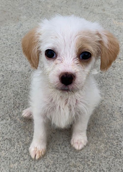 Jack Russell Pup (Dolly)