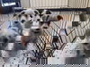 Fox Terrier Mix Pup- Cheese
