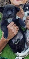Husky Mix pup Echo