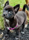 Husky Mix pup Echo