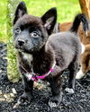 Husky Mix pup Echo