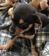 Tanya's Pup ~ Rocket