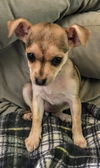 Tanya's Pup ~ Gamora