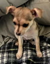 Tanya's Pup ~ Gamora