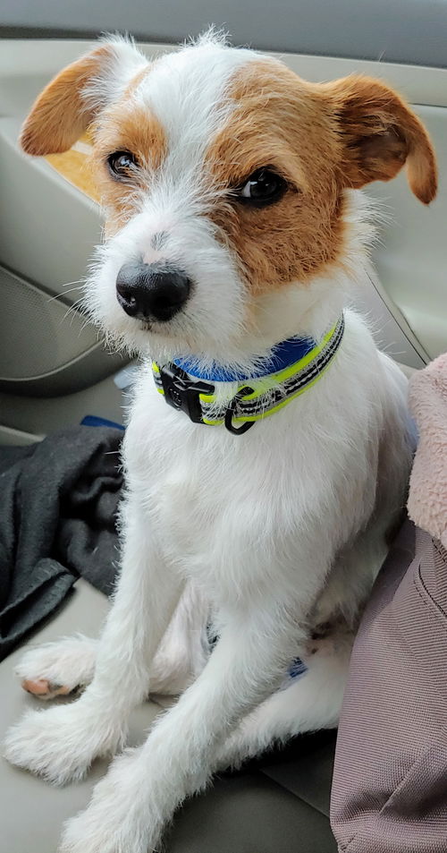 Oliver