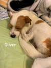 Oliver