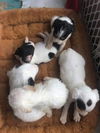 Jack Russell Pup (Minnie Pearl)