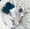 Jack Russell Pup (Minnie Pearl)