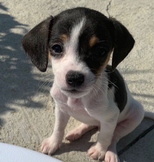 Jack Russell Pup (Minnie Pearl)