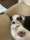 Jack Russell Pup (Rhett)
