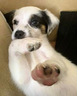 Jack Russell Pup (Rhett)