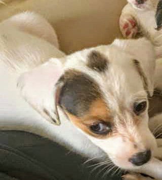 Jack Russell Pup (Bailey)