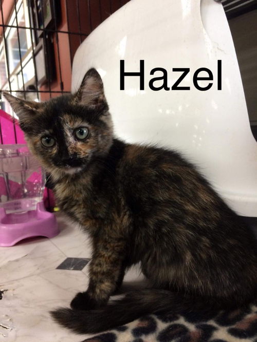 Hazel