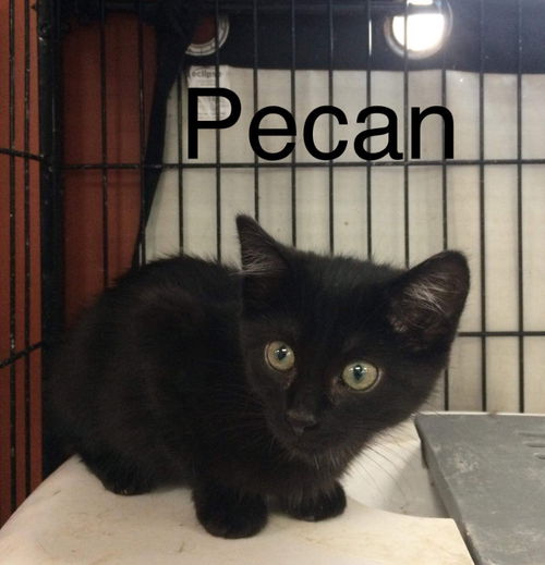 Pecan