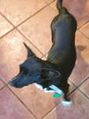 Tourmalina “Lainey”