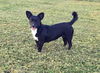 Tourmalina “Lainey”