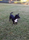 Tourmalina “Lainey”