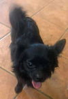 Howie