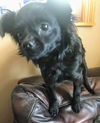 Howie