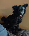 Howie
