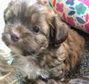 Sasha's Pup (Artie)