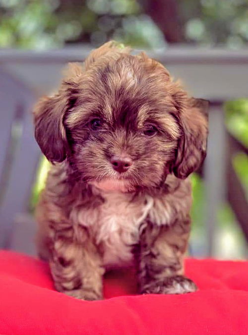 Sasha's Pup (Artie)