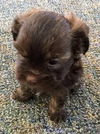 Sasha's Pup (Marley)