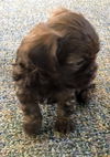 Sasha's Pup (Marley)
