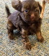 Sasha's Pup (Marley)