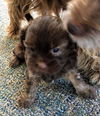 Sasha's Pup (Marley)