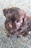 Sasha's Pup (Marley)