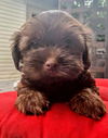 Sasha's Pup (Marley)