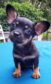 Molly's Pup (Kate)