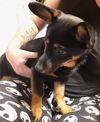 Molly's Pup (Kate)