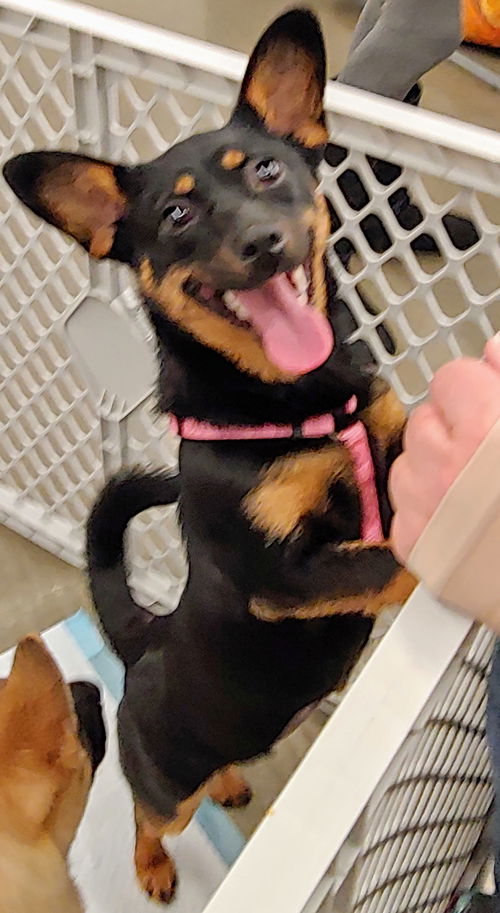 Molly's Pup (Kate)