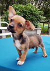 Molly's Pup(Big D)