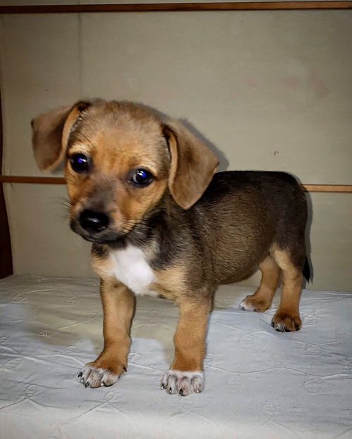 Molly's Pup(Big D)