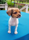 Molly's Pup(Tim)